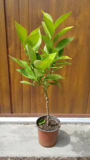 Oranger (Citrus sinensis) — jeune arbuste dressé en pot de pépinière · Pot 1.5L Tige