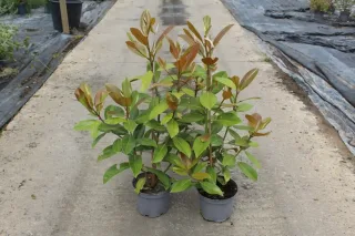 Magnolia de la galissonnière 'Galissoniere' (Magnolia grandiflora) — jeunes arbustes au feuillage vert et bronze en pot · Pot 4L