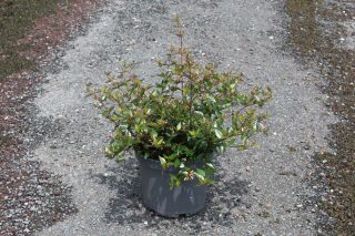 Pot 5L