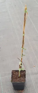 Févier d'amérique sans épines 'Sunburst' (Gleditsia triacanthos) — tige fine attachée sur sol de pépinière · Pot 1.5L Baliveau