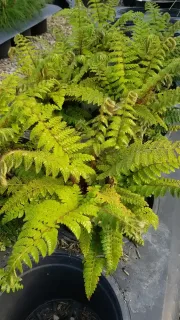 Polystic (Polystichum polyblepharum) — fougère dense au feuillage fin dans pot noir · Pot 3L Touffe
