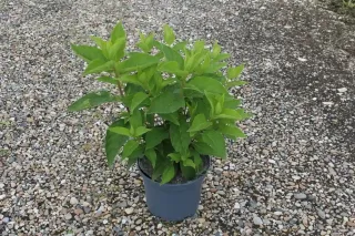 Hortensia paniculé 'Phantom' (Hydrangea paniculata) — jeune arbuste vert en pot sur gravier · Pot 3L