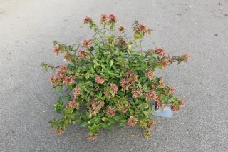 Pot 3L