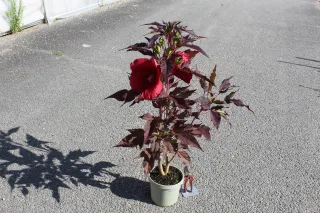 Hibiscus des marais 'Geant red' (Hibiscus moscheutos) — plante en pot avec grandes fleurs rouges · Pot 3.5L
