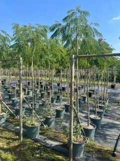 Arbre à soie 'Tropical dream' (Albizia) — alignement de jeunes arbres en pot sur bâche · Pot 30L