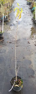 Oranger des osages (Maclura pomifera) — jeune tige épineuse sans feuilles sur sol mouillé · Pot 2.5L