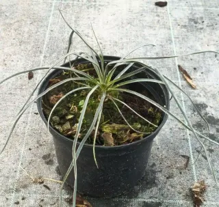 Yucca arbre à savon (Yucca elata) — jeune plant à longues feuilles étroites en pot · Pot 2.5L