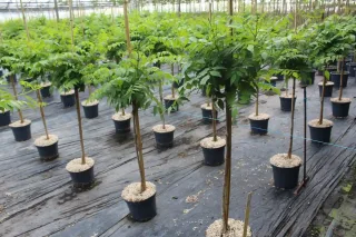 Bignone 'Gold trumpet creeper' (Campsis tagliabuana) — jeunes arbres tige en pot alignés sous serre · Pot 7.5L Tige
