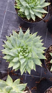 Aloès spirale du lesotho (Aloe polyphylla) — rosette spiralée de feuilles charnues en pot · Pot 6L