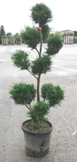 Cyprès de Leyland (Cupressocyparis leylandii) — conifère taillé en nuages dans un pot noir · Pot 20L
