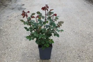 Pot 5L