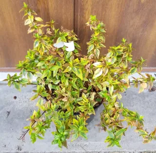 Abélia 'Sunshine daydream' (Abelia grandiflora) — jeune arbuste feuillu en pot plastique noir · Pot 3L Touffe