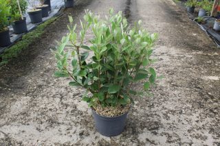 Pot 7.5L