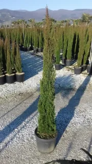 Cyprès méditerranéen 'totem' (Cupressus sempervirens) — grand conifère étroit en pot sur gravier · Pot 15L