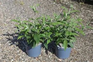 Arbre aux papillons 'delight rose' (Buddleia davidii) — deux jeunes arbustes verts en pot sur gravier · Pot 3L
