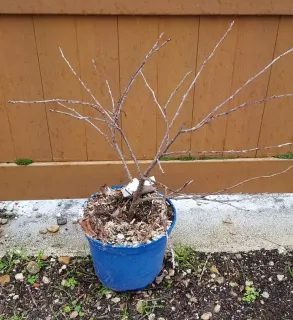 Cerisier 'Cherry baby' (Prunus avium) — jeune arbuste dénudé en pot bleu plastique · Pot 3L Touffe