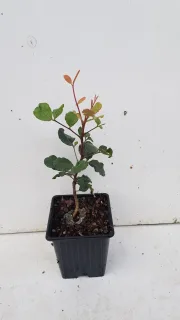 Caroubier (Ceratonia siliqua) — jeune plant ramifié dans un pot noir · Godet