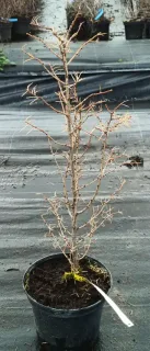 Mélèze commun (Larix decidua) — jeune conifère défeuillé en pot de culture · Pot 2.5L Baliveau