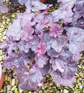 Heuchères 'Midnight rose selec' (Heuchera) — feuillage dense moucheté dans un pot de culture · Pot 3L