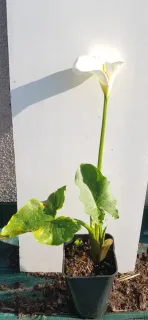 Arum blanc d'ethiopie (Zantedeschia aethiopica) — jeune plante verte en pot de culture · Pot 2.5L