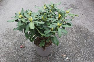 Pot 5L hauteur moyenne 30/40 cm (hors pot)