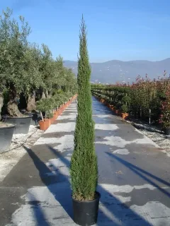 Cyprès d'italie 'Pyramidalis' (Cupressus sempervirens) — conifère élancé en pot sur allée de pépinière · Pot 20L