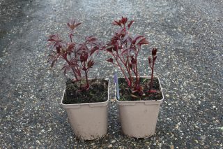 Pot 5L