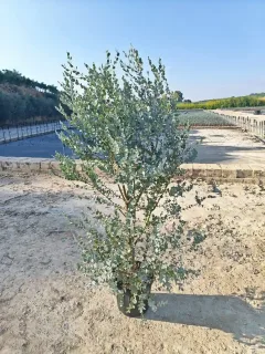Eucalyptus à feuilles rondes 'Azura' (Eucalyptus gunnii) — grand arbuste en pot sur sol sableux · Pot 8L