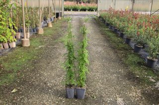Pot 5L hauteur moyenne 2*40/60 cm (hors pot)