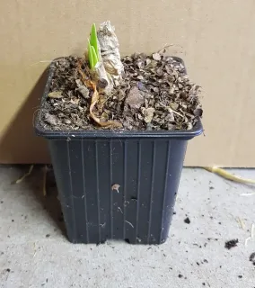 Lis de guernesey 'Alba' (Nerine bowdenii) — jeune pousse verte dans pot plastique noir · Godet
