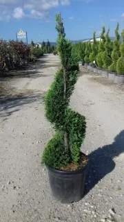 Cyprès de leyland 'Castlewellan gold' (Cupressocyparis leylandii) — conifère taillé en spirale dans pot noir · Pot 15L