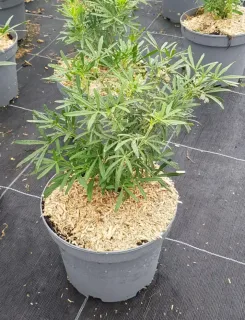 Oranger du mexique 'Scented gem' (Choisya ternata) — jeune arbuste en pot sur sol de pépinière · Pot 3L Touffe