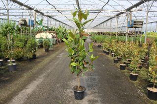 Pot 7.5L hauteur moyenne 150/175 cm (hors pot)
