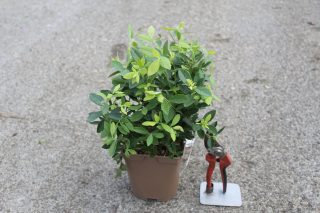 Pot 2L hauteur moyenne 20/40 cm (hors pot)