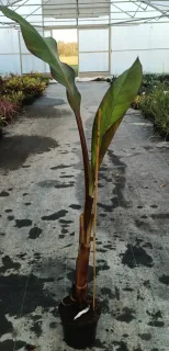 Bananier japonais 'Maurelli' (Musa) — jeune plant dressé en pot de culture · Pot 6L