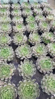 Echeveria 'Mira' — rangées de rosettes succulentes vertes en pépinière · Pot 2.5L
