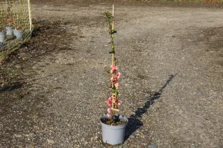 Cognassier à fleurs 'Falconnet charlet' (Chaenomeles speciosa) — jeune arbuste tuteuré à fleurs roses dans pot plastique gris · Pot 3L
