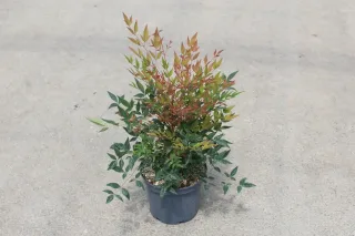 Bambou sacré 'Gulfstream' (Nandina domestica) — jeune arbuste en pot au feuillage bicolore · Pot 3L