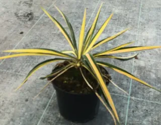 Yucca 'Color guard' (Yucca filamentosa) — plante graphique à longues feuilles panachées en pot · Pot 2.5L