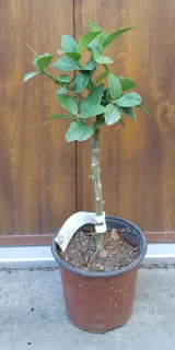 Citron vert 'Mexicana' (Citrus aurantifolia) — jeune arbuste greffé en pot de culture · Pot 1.5L Tige