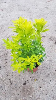 Choisya 'Sundance' (Choisya ternata) — jeune arbuste au feuillage jaune vif en pot · Pot 3L