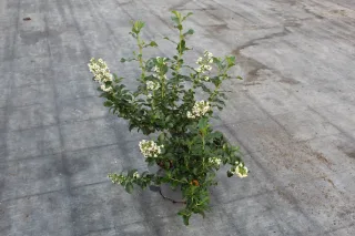 Escallonia blanc (Escallonia iveyi) — jeune arbuste buissonnant avec petites fleurs blanches · Pot 3L