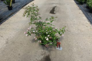 Pot 3L hauteur moyenne 40/60 cm (hors pot)