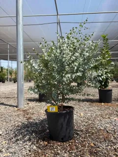 Eucalyptus à feuilles rondes 'Azura' (Eucalyptus gunnii) — arbuste au feuillage rond argenté en pépinière · Pot 5L