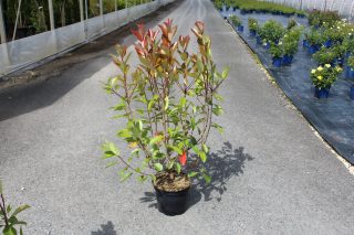 Pot 7.5L hauteur moyenne 100/125 cm (hors pot)