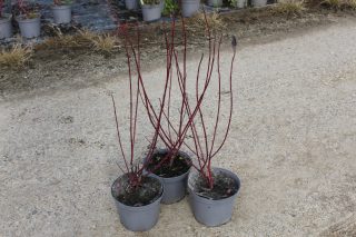 Pot 3L hauteur 60-80 cm (hors pot)