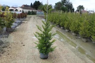 Pot 12L hauteur moyenne 125/150 cm (hors pot)