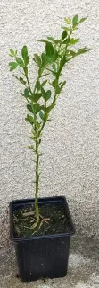 Porte-greffe 'Rich' (Poncirus trifoliata) — jeune plant épineux en pot devant un mur · Godet