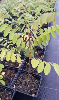 Robinier faux-acacia pusztavacs 'Pusztavacs' (Robinia pseudoacacia) — jeune plant feuillu en godet de pépinière