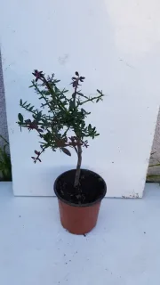 Citronnier caviar 'Rose' (Citrus australasica) — jeune arbuste en tige dans pot plastique · Pot 1.5L Tige